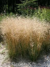 One of the largest deschampsias, this scottish born selection spawns inflorescences that float nearly 3 ft. Deschampsia Cespitosa Waldschmiele Rasenschmiele Gunstig Kaufen