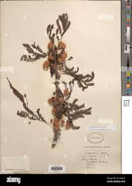 Image result for Acacia robusta