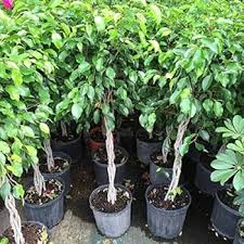 Image result for Ficus conraui