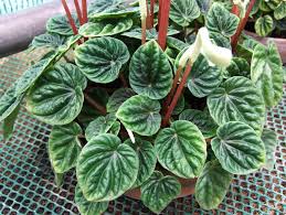 See full list on thespruce.com Peperomia Caperata Care Top Tips Osera