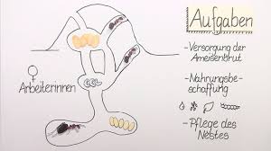 Lerne Der Ameisenstaat Rote Waldameise Verstandlich Per Video Erklart Auf Sofatutor Com Ameisen Arbeitsblatter Zum Ausdrucken Waldameisen