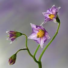 Where to find the latest serenata. Potato Flowers Photograph By Shirley Mitchell