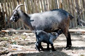 Las hembras llegan a pesar entre 30 y 40 libras adultas y macho llegan hasta 50 libras. Tripadvisor Cabras Enanas ØµÙˆØ±Ø© Auto Safari Chapin Escuintla