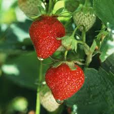 1 how to grow strawberries as annuals. Growing Strawberries Made Simple 13 Need To Know Tips