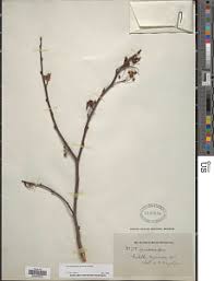 Image result for Acridocarpus chloropterus