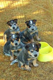 All are strong and healthy with good markings. I Want Them All Blue Heeler Puppies Blue Heeler Dogs Heeler Puppies