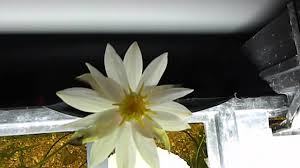 Some local aquarium shops and online retailers sell aquatic plants already in flower, but you should be wary of these, especially if they're expensive. 9 Best Flowering Aquarium Plants Underwater And Overwater