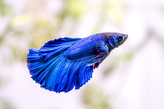 Betta Fish (Siamese Fighting Fish) Fish Species Profile