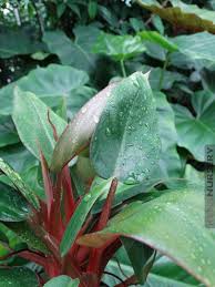 Petite Terrarium Philodendron Super Dwarf Red Stem Philodendron Philodendron Plant Plants