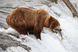 Fat Bear Week S Bears Survived A Historically Hot Summer The Verge