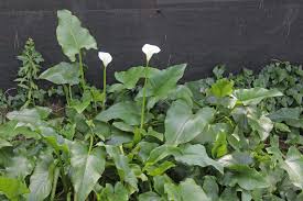 Image result for Tinnea aethiopica