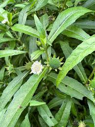 Image result for Eclipta prostrata