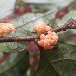 Image result for Microdesmis