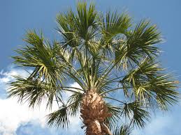 Maybe you would like to learn more about one of these? Sabal Palmetto State Symbols Usa