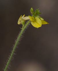 Image result for Crotalaria steudneri