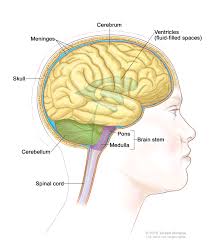 The central nervous system ( cns ) represents the largest part of the nervous system , including the brain and the spinal cord. Central Nervous System Patient Siteman Cancer Center