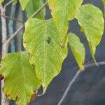 Image result for Ipomoea intrapilosa