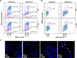 Check spelling or type a new query. Cyclin Dependent Kinase Inhibitors Uncouple Cell Cycle Progression From Mitochondrial Apoptotic Functions In Dna Damaged Cancer Cells Journal Of Biological Chemistry