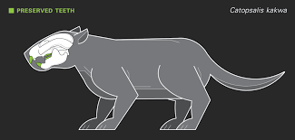 New Research Announces New Species And Challenges Evolutionary History Of Multituberculates In 2020 History University Of Calgary Species