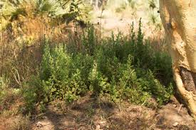 Image result for Pseudoconyza viscosa