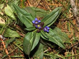Image result for Gentianaceae