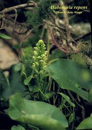 Image result for Habenaria dregeana