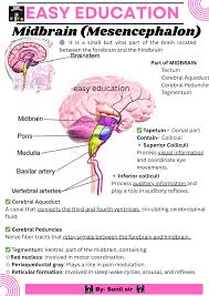 Image result for Midbrain