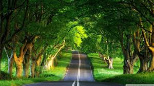 Awesome Tree And Road Wallpaper Pemandangan Fotografi Alam Fotografi Pantai