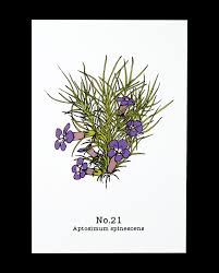 Image result for Aptosimum