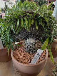 Presente de torinha😍😍😍