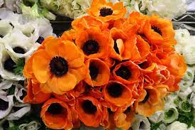 Check spelling or type a new query. Anemones Anenome Flower Wholesale Flowers September Flowers
