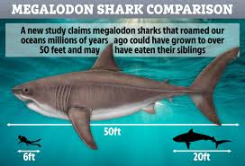 Megalodon is an extinct megalodontid bivalve added in 6.3.0. Terrifying Ancient Megalodon Shark Was 50 Feet Long And Ate Its Own Siblings In Womb To Grow Large