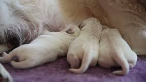 We did not find results for: Newborn Golden Retriever Puppies Suck Br Stock Video Pond5