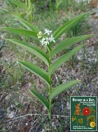 Image result for Asparagaceae