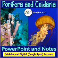 The organisms that make up each trophic level, and the functions of each level in the maintenance of a healthy reef. Porifera And Cnidaria Powerpoint Printable And Digital Distance Learning