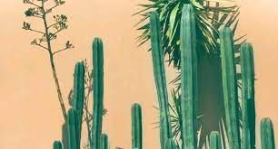 Cacti usually thrive in sunlight, so an indoor plant should be exposed to as much direct sunlight as possible. Top 12 Cacti And Succulents For Full Sun Succulent Plant Care