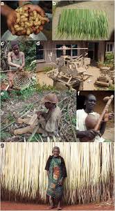 Image result for Landolphia camptoloba