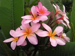 Frangipani Aussie Pink Trees To Plant Frangipani Plumeria