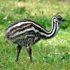 Our animal face styles are really adorable and sure to delight the small ones in your life. I See Your Baby Chameleon And Raise You A Baby Emu Aww