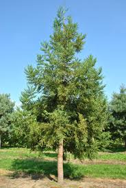 Image result for Cryptomeria
