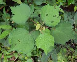 Image result for Triumfetta