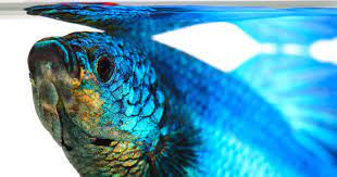 You cannot use distilled water since it is has been striped off on all the chemicals, minerals and nutrients. Betta Fish Water Guide What Type What Parameters Treatments