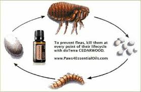 Cedarwood Essential Oil Mixed With A Carrier Oil To Kill Fleas Essential Oils Dogs Essential Oils Kill Fleas Health Oils