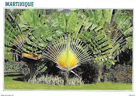 Check spelling or type a new query. Non Classes La Martinique Ile Departement Francais Place De La Savane Arbre Du Voyageur Fort De France
