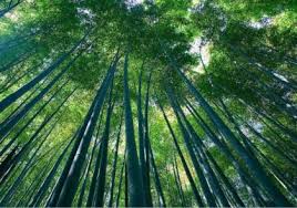 ‫غابة‬‎ ile ilgili görsel sonucu