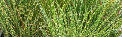 We did not find results for: Grasses At Portland Nursery