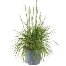 Image result for Koeleria