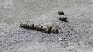 Marder- oder Katzenkot: Unterschiede