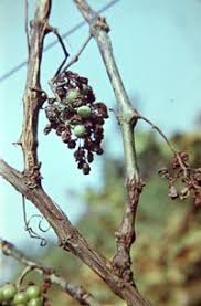 Image result for Metasphaeria diplodiella