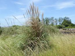 Image result for Danthoniopsis dinteri